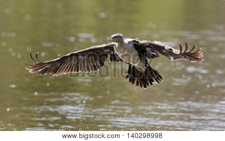 White breasted cormorant take off from dam to hunt for fish