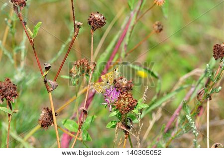 Small Skipper - a butterfly belonging to the family Hesperiidae, which, although they belong to a group of butterflies (Rhopalocera). Meadow grass during drought. Wither clover.