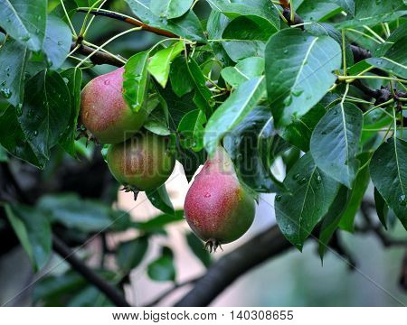 Young fresh pear fruit twig with green leaf