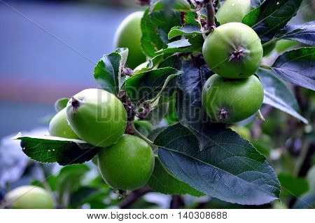 Fresh young apple twig with green leaf