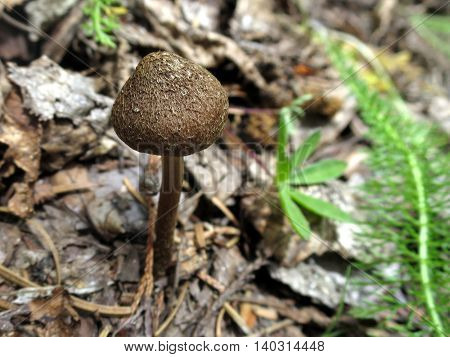 A little, brown Inocybe lanuginosa mushroom in the forest