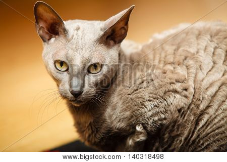 Animals at home. egyptian mau cat portrait