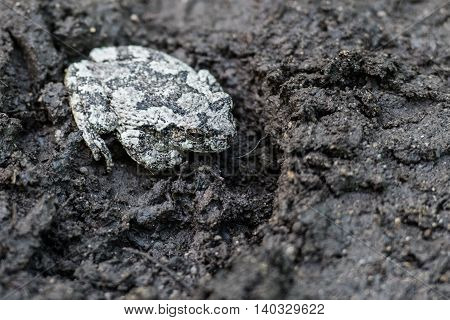 Gray Tree Frog Sitting In A Boot Print on a muddy trail