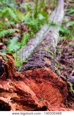 Closeup of storm damage, tree trunk snapped off in the woods