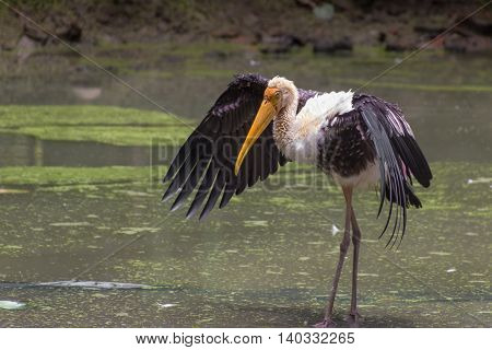 Painted Stork (Mycteria Leucocephala) stands with wings spread. India.