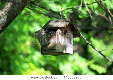 Used damaged birdhouse hanging from a tree.