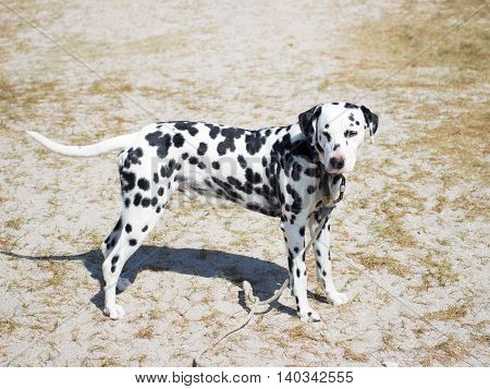 Hound dog during the day in Crimea