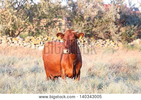 Brown cow grazing on the dry grass in the evening