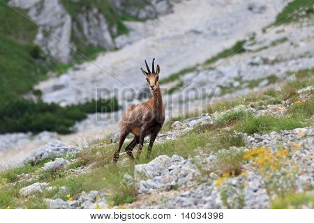 Kozica (rupicapra Carpatica)