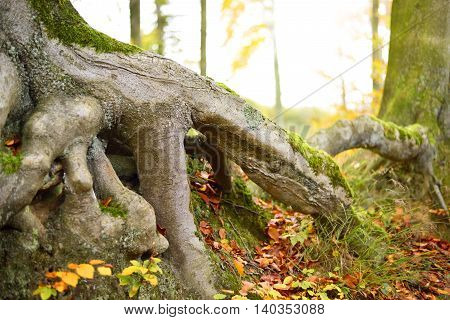 Selective focus of a root in autumn. Autumn forest scene with copy space.