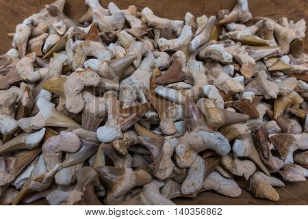 Teeth of shark on wooden table . .