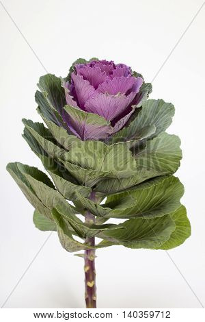 Decorative cabbage on white ( Brassica oleracea var. acephala)