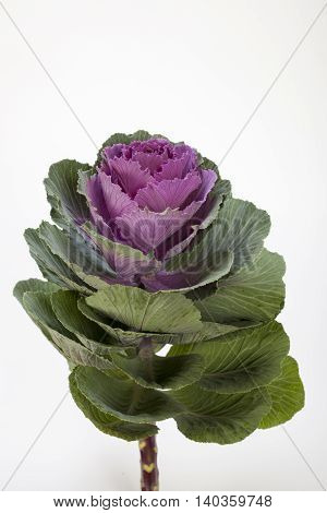 Decorative cabbage on white ( Brassica oleracea var. acephala)