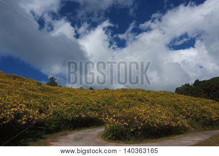Tree marigold Mexican tournesol Mexican sunflower Japanese sunflower Nitobe chrysanthemum at Mae U Kho Khun Yuam District Tree marigold at Mae Hong Son Thailand