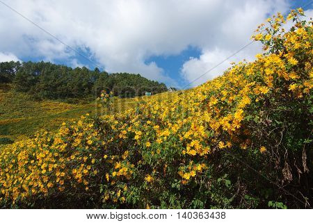Tree marigold Mexican tournesol Mexican sunflower Japanese sunflower Nitobe chrysanthemum at Mae U Kho Khun Yuam District Tree marigold at Mae Hong Son Thailand