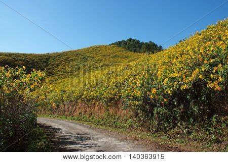 Tree marigold Mexican tournesol Mexican sunflower Japanese sunflower Nitobe chrysanthemum at Mae U Kho Khun Yuam District Tree marigold at Mae Hong Son Thailand