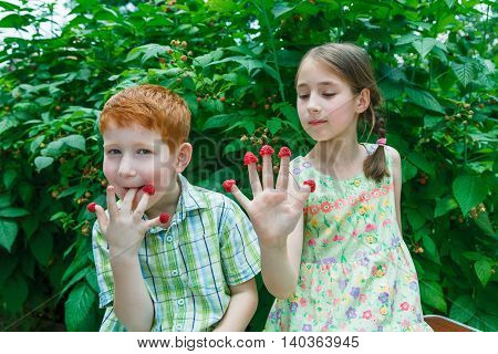 Happy children eating raspberry from fingers in summer garden. Redhead funny boy and girl, sister and brother having fun outdoors in raspberry cane. Healthy food for kids