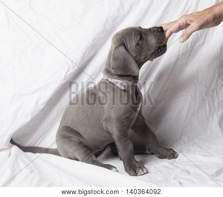 Grey Great Dane puppy licking peanut butter from the fingers of its owner