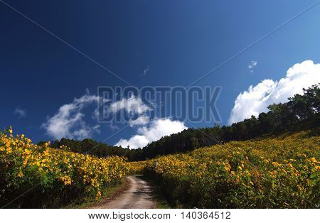 Tree marigold Mexican tournesol Mexican sunflower Japanese sunflower Nitobe chrysanthemum at Mae U Kho Khun Yuam District Tree marigold at Mae Hong Son Thailand