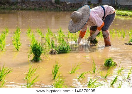 Tradition thai farmer harvesting rice paddy Working rice plantation