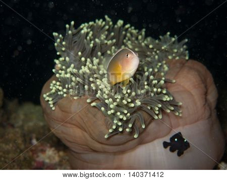 the clown fish in soft coral in Myanmar divesite