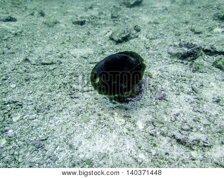 closed up the purple box jellyfish in Myanmar divesite