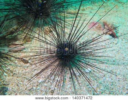 closed up the sea urchin in Myanmar divesite