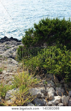 The green bushes on the rocky coast of the Adriatic Sea
