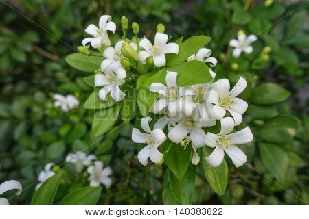 White flower Murraya paniculata or Orang Jessamin