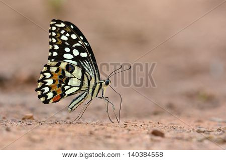 The Lime Butterfly