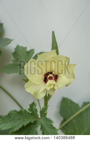 Okra lady's finger plant blooming on white background.