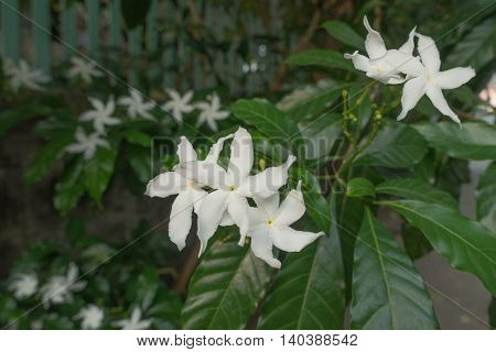 white Gerdenia Crape Jasmine on morning thai