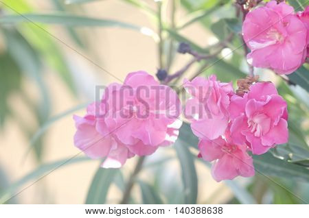 Oleander bush. Bright pink oleander flowers. Nerium oleander tree in blossom.
