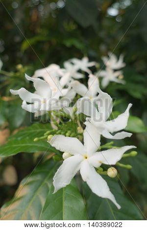 white Gerdenia Crape Jasmine morning in thai