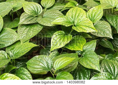 Wildbetal Leafbush/Chaplo growing solidly It was used for cooking or medicine to health