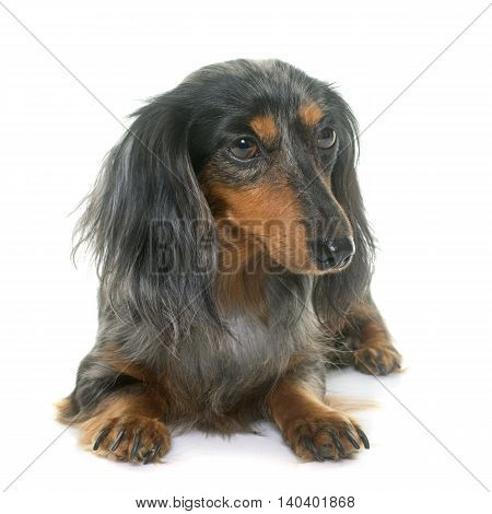 long hair dachshund in front of white background