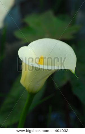Callalily