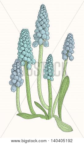Grape hyacinth, or muskari, isolated on white background vector