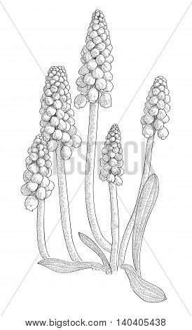 Grape hyacinth, or muskari, isolated on white background. Monochrome image. vector