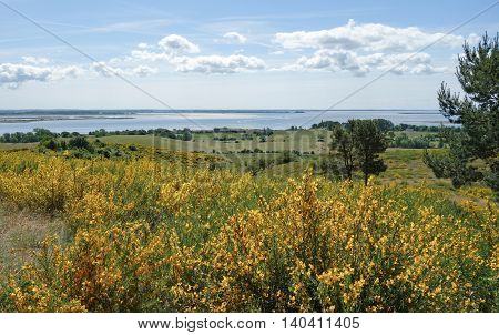 Beautiful landscape with broom on Hiddensee Island in Germany