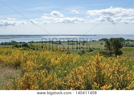 Beautiful landscape with broom on Hiddensee Island in Germany