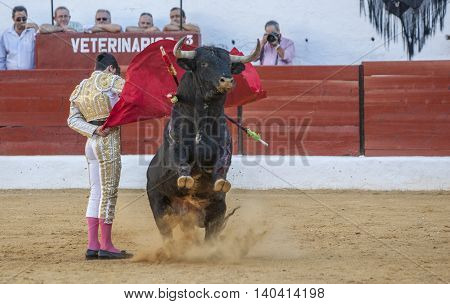 Sabiote SPAIN September 9 2011: The Spanish Bullfighter Jose Carlos Venegas bullfighting with the crutch in the Bullring of Sabiote Spain