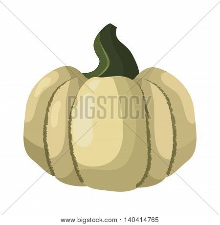 Autumn pumpkin vegetable design. Pumpkin oriental bittersweet vector illustration. Orange halloween pumpkin vegetable collection. Harvest symbol season decoration.