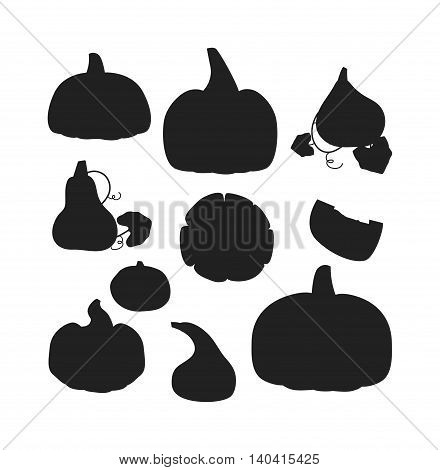 Autumn collection of pumpkin set elements design with different pumpkins oriental bittersweet vector illustration. Orange halloween pumpkin set vegetable collection. Harvest symbol season decoration.