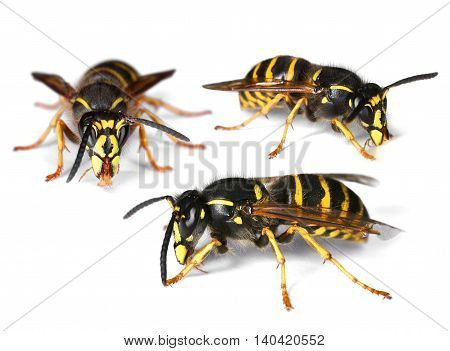 Three busy wasps isolated on white background drop shadow