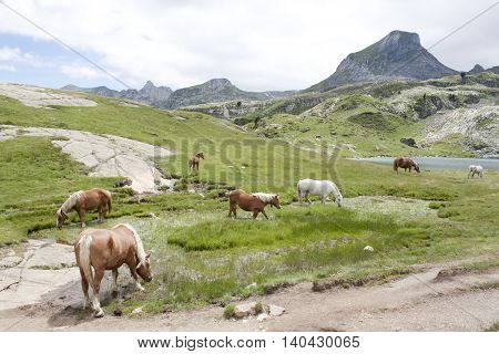 Seven Horses In The Mountain In Ayous Lakes, Pyrenees, France