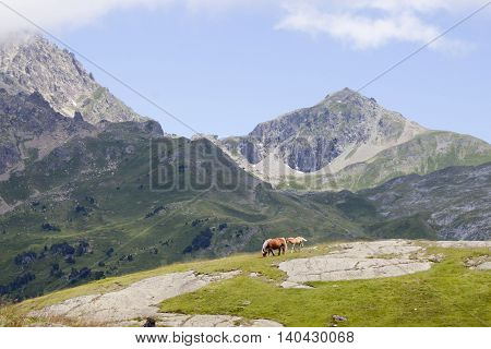 One Horse And A Foal In The Mountain In Ayous Lakes, Pyrenees, France