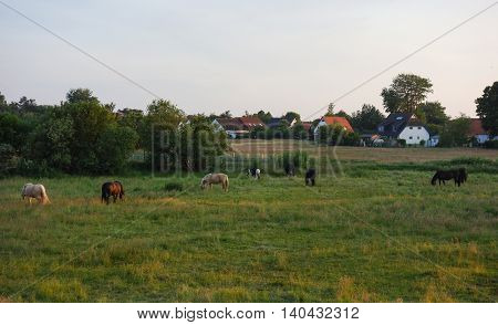 Beautiful landscape: Horses on Hiddensee Island Germany