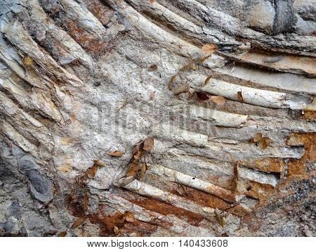 Rib Fossil Detail imprinted into rock with leaves on top in California.