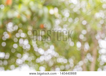 Background of bright green trees during the day.